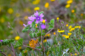 Purple Wildflower Standing Amid Yellow Blossoms in Vibrant Spring Meadow – Nature Macro Scene