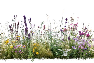 Vibrant patch of wildflowers and native grasses blooming in a natural landscape along a sunny meadow during late spring