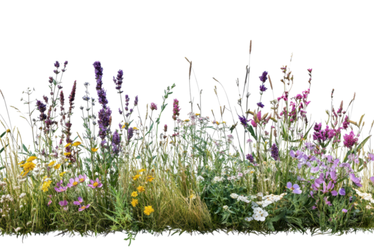 Vibrant patch of wildflowers and native grasses blooming in a natural landscape along a sunny meadow during late spring
