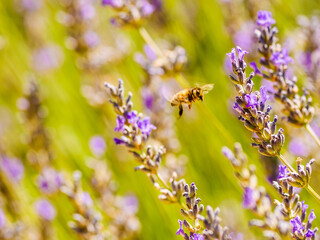 Lavender flower with bee, Provence France