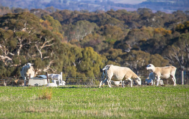 Grazing flock of white sheep in South Australia countryside in autumn light