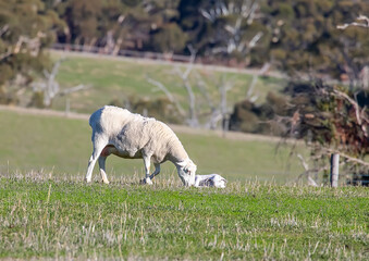 Ewe and lamb in grassy South Australia pasture with forest backdrop