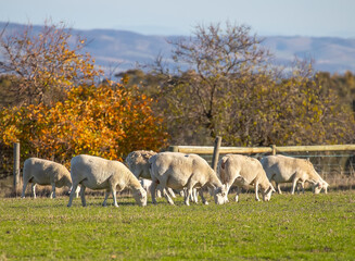 Grazing flock of white sheep in South Australia countryside in autumn light