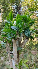 Hand picking fresh green tea leaves from a bush at a plantation. a gardener harvesting young tea shoots in a lush tea garden. Fresh organic tea leaves being inspected on a tea estate.