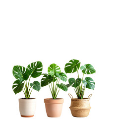 Obraz premium Multiple Potted Monstera Plants in Different Pot Styles, Floating Layout, Isolated PNG