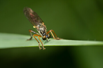 Insect Perched on a Leaf Surface