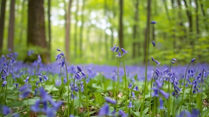 Bluebells in a forest floor