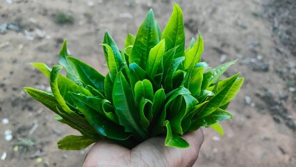 Hand picking fresh green tea leaves from a bush at a plantation. a gardener harvesting young tea...