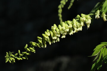 Naklejka premium 고삼