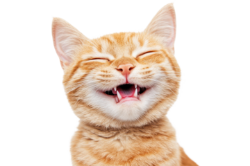 Cheerful orange cat displaying playful laughter while enjoying a moment of joy in a bright, isolated setting