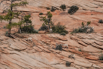 The bighorn sheep (Ovis canadensis) is a species of sheep native to North America. Zion National...