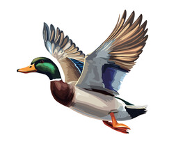 Colorful duck flying gracefully against a plain background.