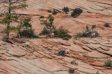 The bighorn sheep (Ovis canadensis) is a species of sheep native to North America. Zion National...