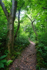 delightful spring forest in the gleaming sunlight