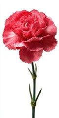 Pink Carnation Flower on White Background
