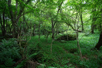 mossy rocks and old trees in wild forest