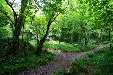 delightful spring forest in the gleaming sunlight