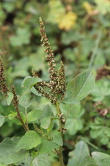 Amaranthus viridis, pigweed or the Slender Amaranth plants, its flowers and seeds 