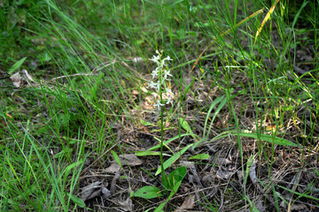 lesser butterfly-orchid (Platanthera bifolia) in grass