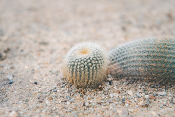 Cactus and Cactus flowers popular for decorative