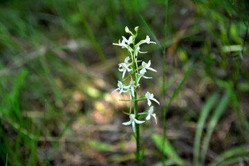 lesser butterfly-orchid (Platanthera bifolia) in grass