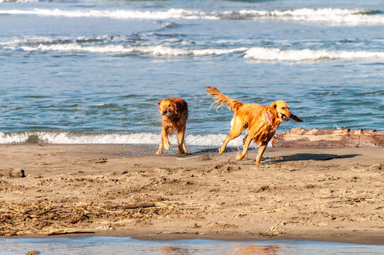 Two dogs playing on the Bay Area beach, near the Golden Gate Bridge in San Francisco, California.