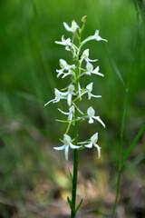 Fototapeta premium lesser butterfly-orchid (Platanthera bifolia) in grass