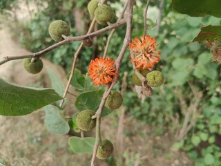 The Broussonetia papyrifera or the Paper mulberry seedheads on a tree