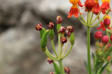 Mexican Butterfly Weed, Asclepias curassavica or the tropical milkweed plant and red flowers 
