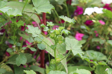 Malva parviflora, Cheeseweed or small mallow green plant, seeds and flowers 
