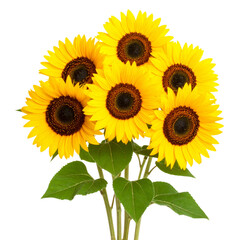 Fototapeta premium “Curved Branch of Sunflowers with Blooming Petals, isolated on a transparent background”