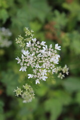 Coriander, cilantro, Flat-leaved parsley or the dhania plant 
