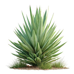 Fototapeta premium Striking variegated Yucca plant, isolated on