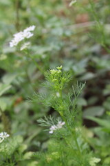 Coriander, cilantro, Flat-leaved parsley or the dhania plant 