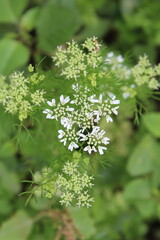 Coriander, cilantro, Flat-leaved parsley or the dhania plant 