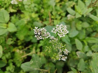 Coriander, cilantro, Flat-leaved parsley or the dhania plant 