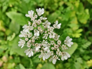 Coriander, cilantro, Flat-leaved parsley or the dhania plant 