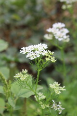Coriander, cilantro, Flat-leaved parsley or the dhania plant 