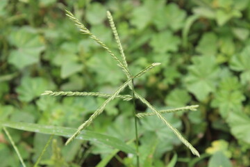 Eleusine indica, Yard Grass or the Goose Grass