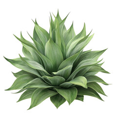 Fototapeta premium Lush Green Agave Plant with Detailed Texture