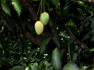 MANGO on tree
