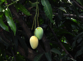 MANGO ON TREE