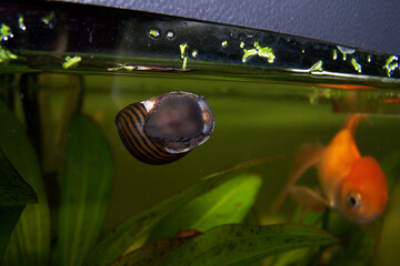 The zebra nerite snail crawling on the glass of the fish tank