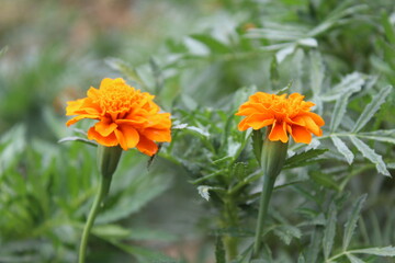 Tagetes erecta or Marigold yellow flowers and green plant 
