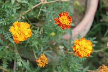 Tagetes erecta or Marigold yellow flowers and green plant 