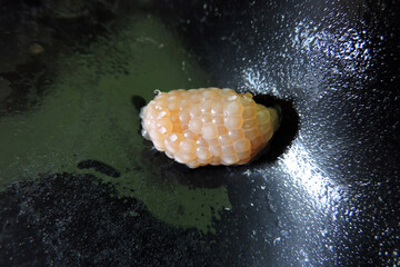 The egg masses of a golden apple snail stick to the underside of fish tank's cover