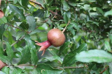 Punica protopunica or the Pomegranate on a branch of tree