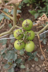 Lycopersicon or Tomato green fresh vegetables 
