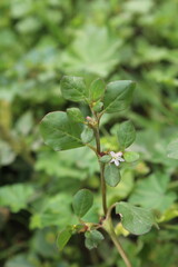 Trianthema portulacastrum, desert horsepurslane or black pigweed green plant 
