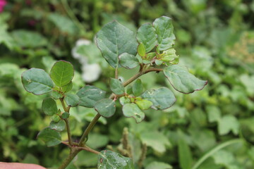 Trianthema portulacastrum, desert horsepurslane or black pigweed green plant 